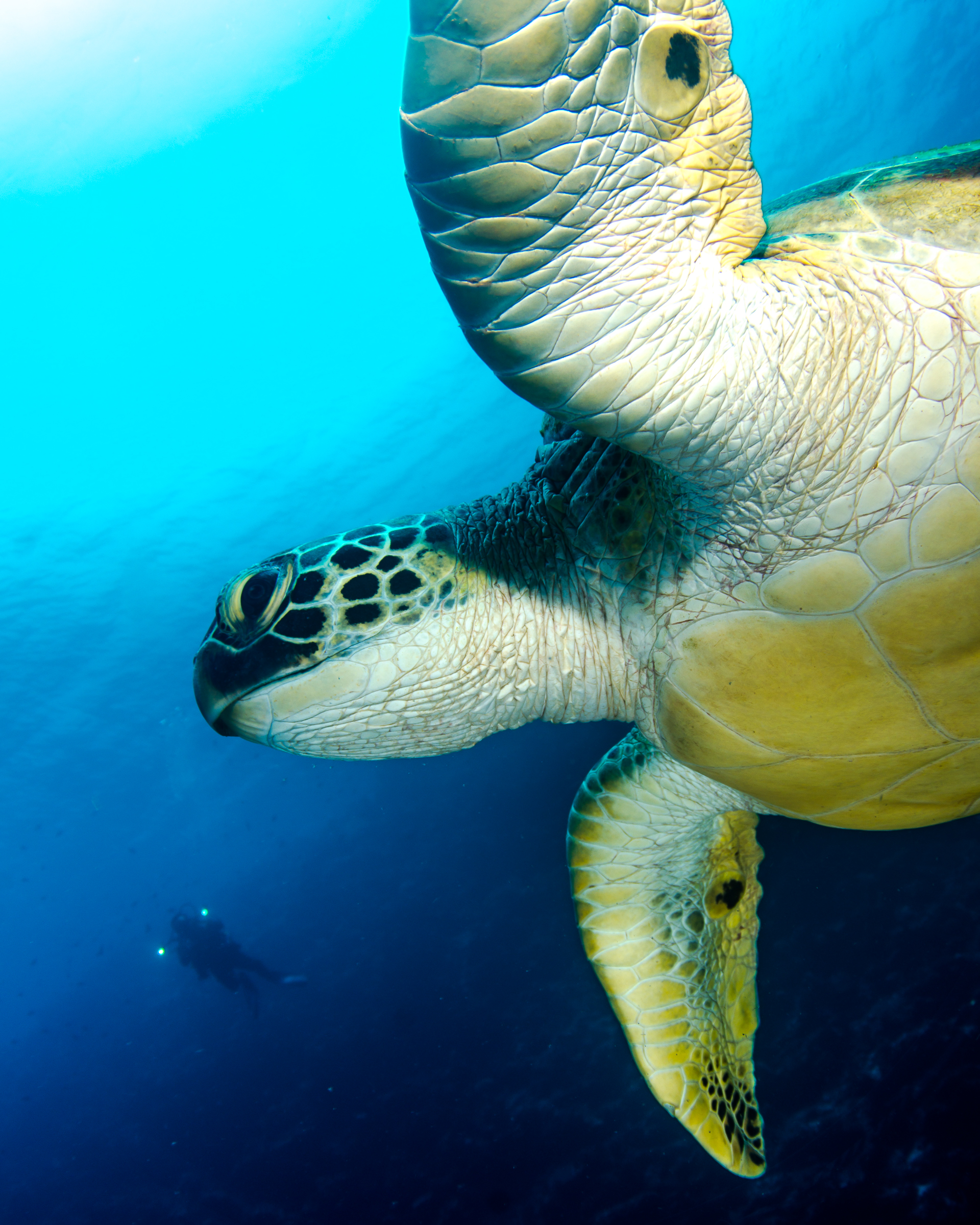 Bunaken Oasis潜水